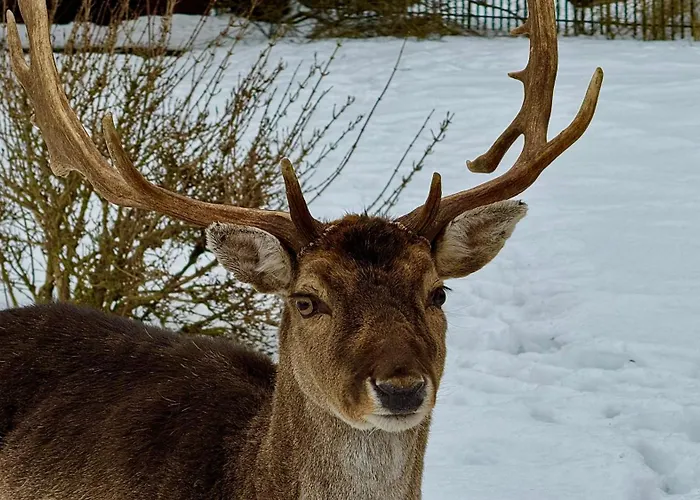 Mazurski Apartment *