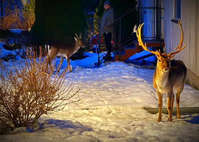 Apartment Mazurski Dadaj